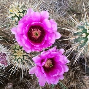 Meet your Posher, Diana